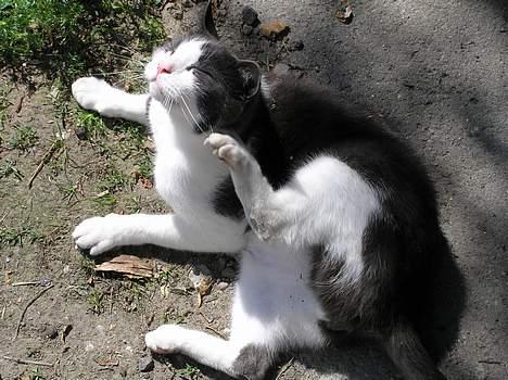 Huskat Pjevs billede 10