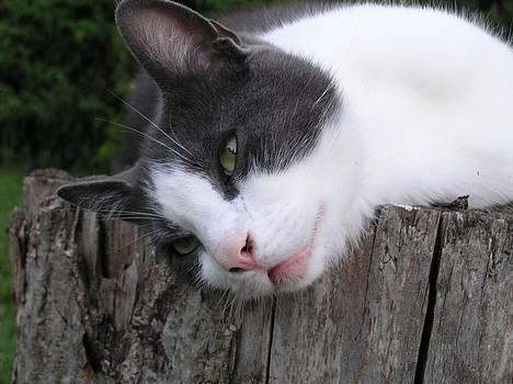 Huskat Pjevs billede 11