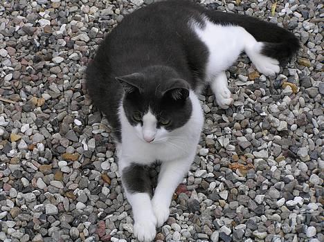 Huskat Pjevs billede 12