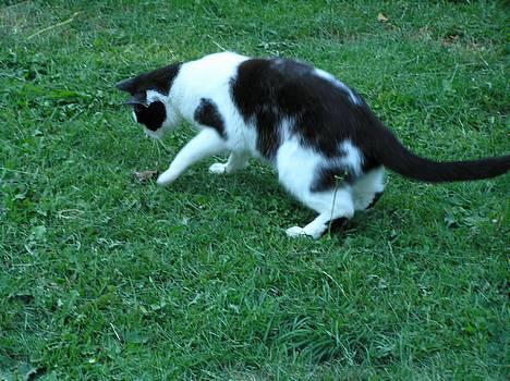 Huskat Missemor - så har jeg endelig fået fangst.. billede 10