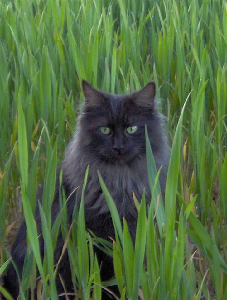 Maine Coon Pepzi - på marken billede 1