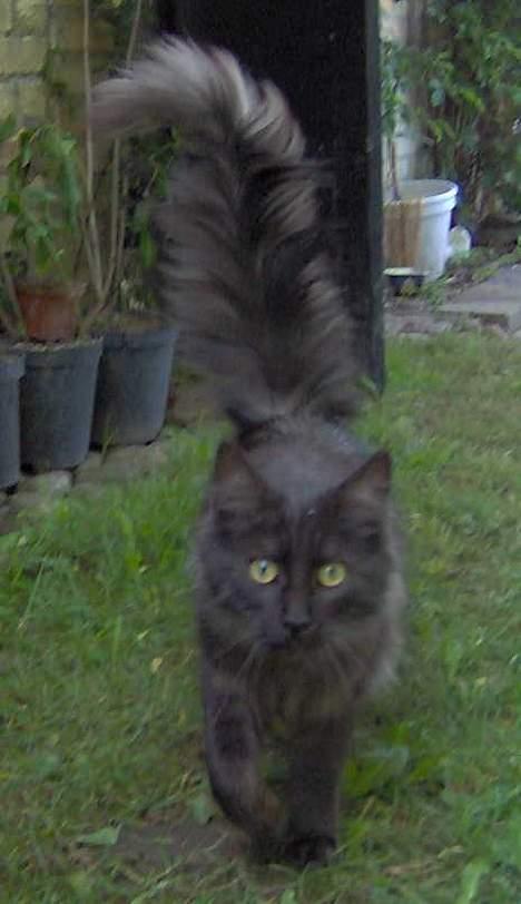 Maine Coon Pepzi - Laaaang hale billede 2