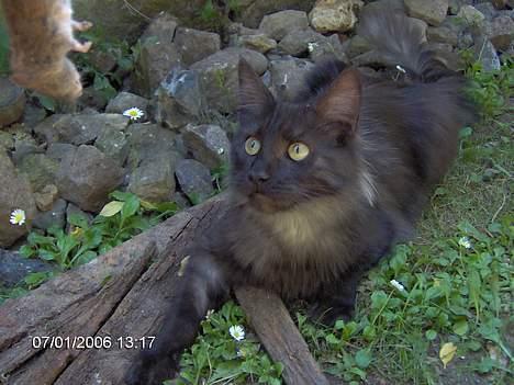 Maine Coon Pepzi - Det var min......! billede 3