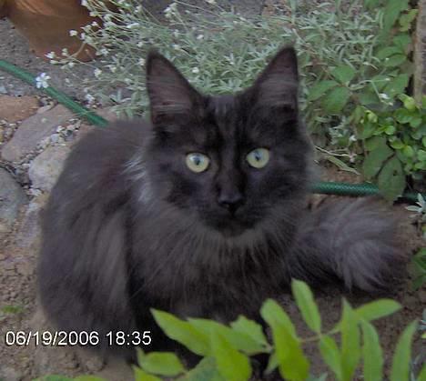 Maine Coon Pepzi - Jamen jeg ER da køn billede 4