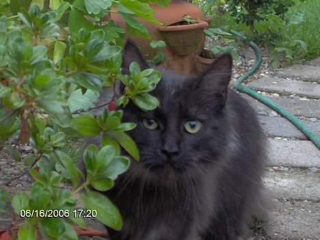 Maine Coon Pepzi - Titte bøøh billede 5