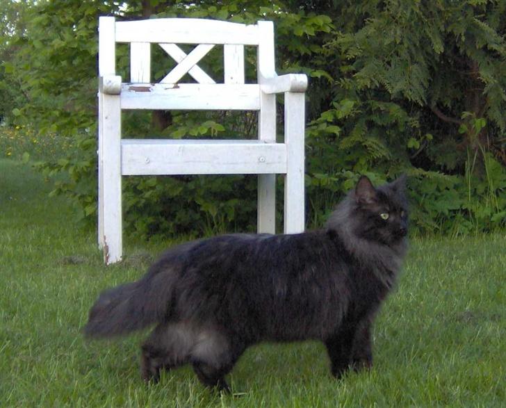 Maine Coon Pepzi billede 6