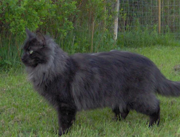 Maine Coon Pepzi - Pepzi i det grønne billede 7