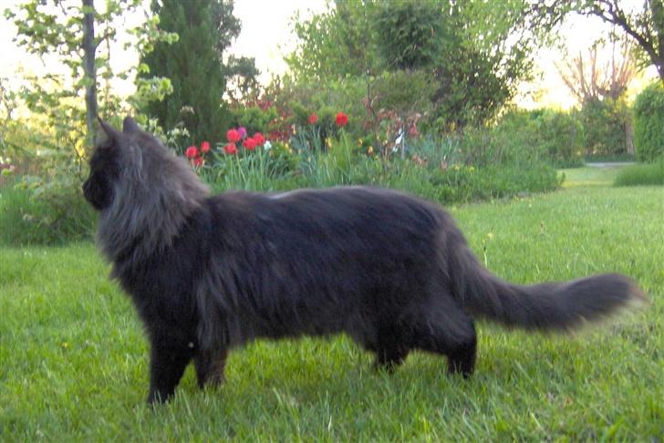 Maine Coon Pepzi billede 8