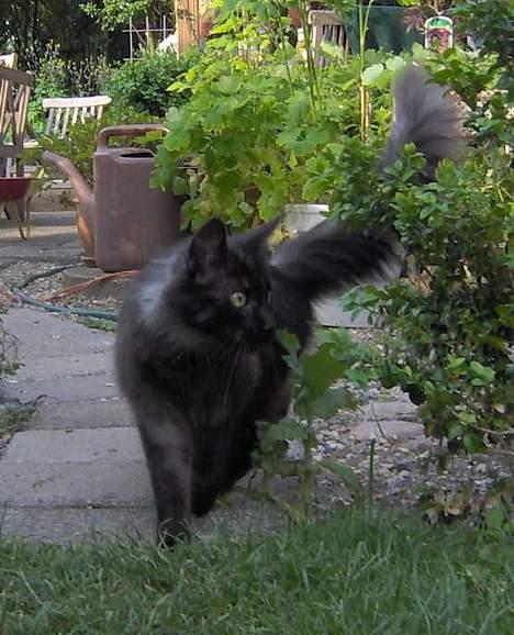 Maine Coon Pepzi - Pepzi er glad for at være ude sammen med os på terassen billede 9