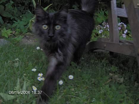 Maine Coon Pepzi billede 10