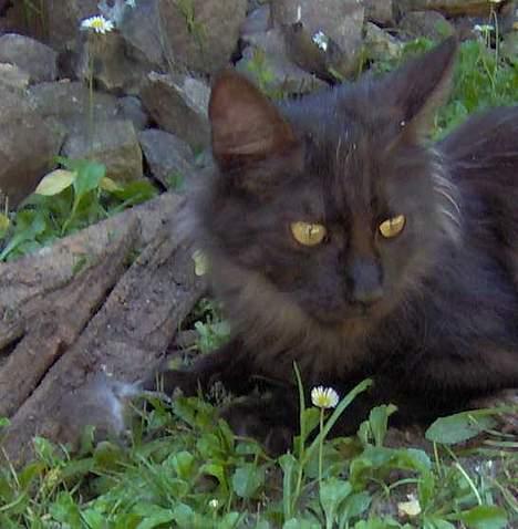 Maine Coon Pepzi billede 11