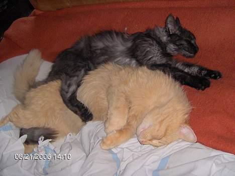 Maine Coon Pepzi - Mig og Cirkus billede 12