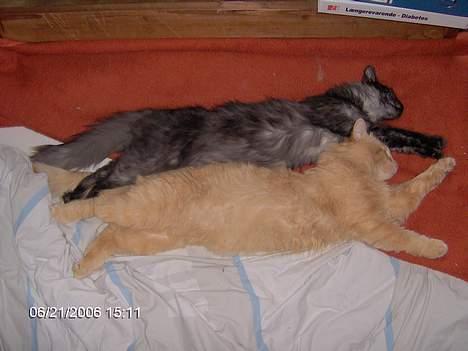 Maine Coon Pepzi - Synkron Supermann (kat)  billede 13