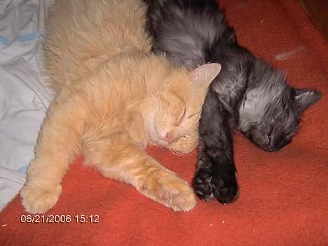 Maine Coon Pepzi billede 14