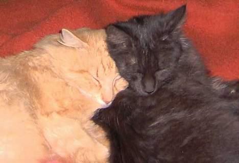 Maine Coon Pepzi - Kisse misse..... billede 15