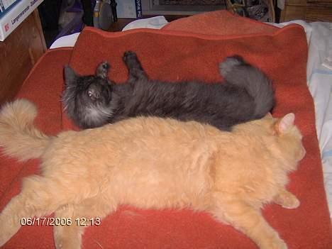 Maine Coon Pepzi billede 16