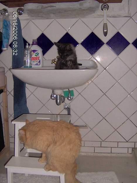 Maine Coon Pepzi - Helle i håndvasken billede 17