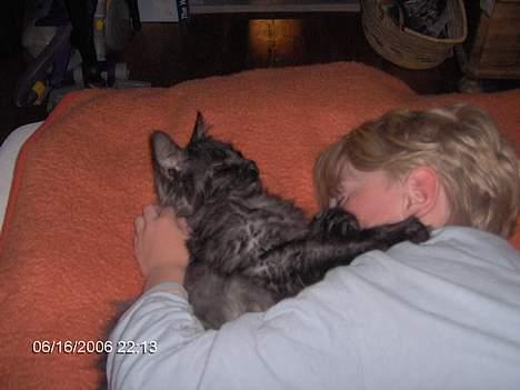 Maine Coon Pepzi - Sovedyr billede 18