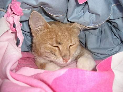 Blanding af racer Giffe (AFLIVET) - Ja her ligger giffe under sin dejlige dyne <3 i kan måske se noget sort i hendes hoved det var fra da hun blev kørt ned. hun kom ind om aftenen og var sort i hovedet <3 :´( - senere fik hun Brok og blev aflivet :´( billede 18