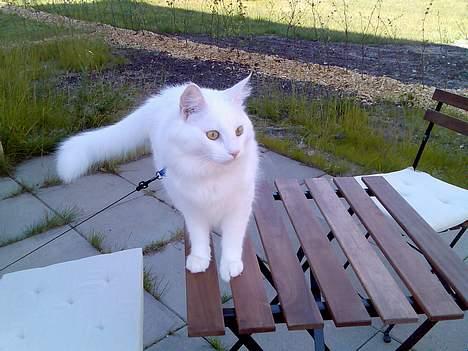 Norsk Skovkat Millian billede 9