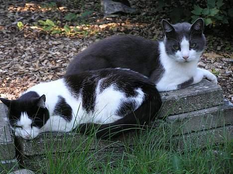 Huskat Missemor - her putter jeg lige med min søn Pjevs.. billede 11