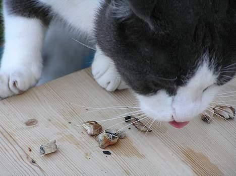 Huskat Pjevs - uha, det er lækkert med noget mørbrad.. billede 14