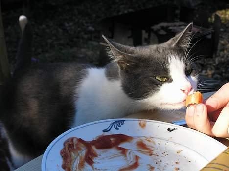 Huskat Pjevs - pølse kan jeg da godt spise, men det er ikke ligeså godt som mørbrad! billede 15