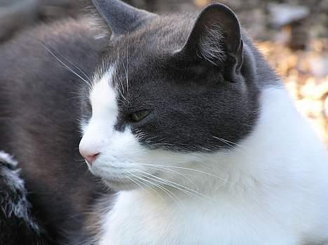 Huskat Pjevs - det var dejligt med noget grill mad, så må jeg hellere slå mave.. ss billede 16