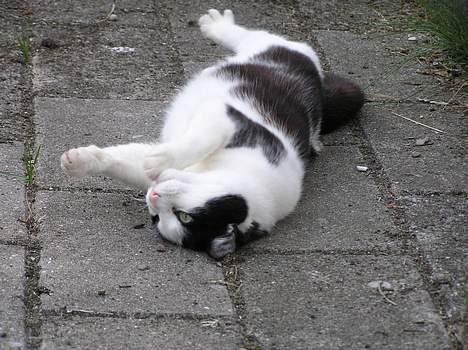 Huskat Missemor billede 12