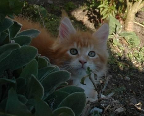 Maine Coon Aslan billede 1
