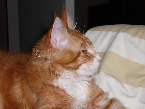 Maine Coon Aslan billede 2