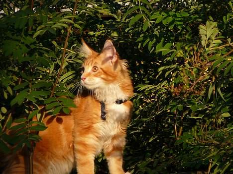 Maine Coon Aslan billede 3