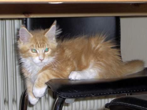 Maine Coon Aslan billede 4