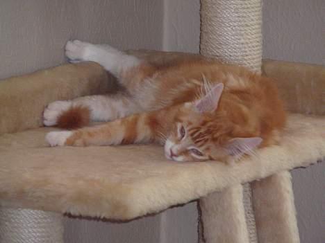 Maine Coon Aslan billede 5