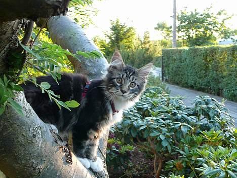 Maine Coon DaCapo billede 1