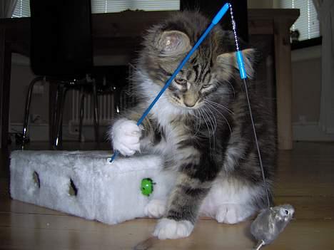 Maine Coon DaCapo billede 2