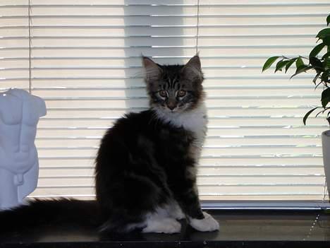 Maine Coon DaCapo billede 3