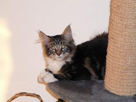 Maine Coon DaCapo billede 4