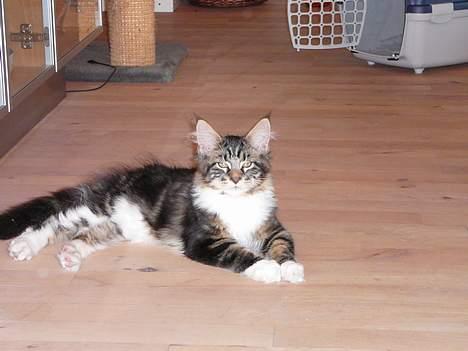 Maine Coon DaCapo billede 5