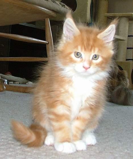 Maine Coon Aslan billede 6