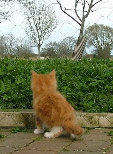 Maine Coon Aslan billede 7