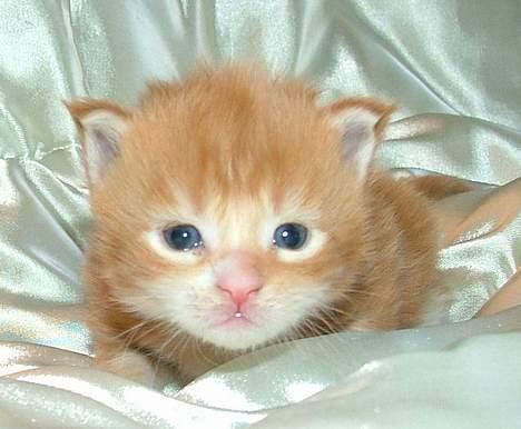 Maine Coon Aslan billede 8