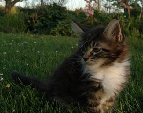 Maine Coon DaCapo billede 6
