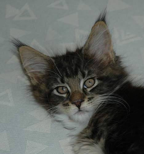 Maine Coon DaCapo billede 7