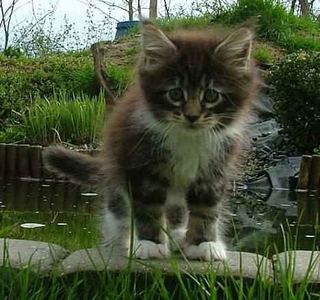 Maine Coon DaCapo billede 8