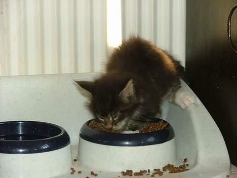 Maine Coon DaCapo billede 9