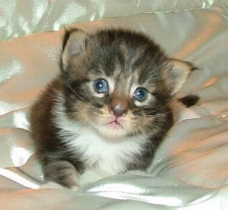 Maine Coon DaCapo billede 10