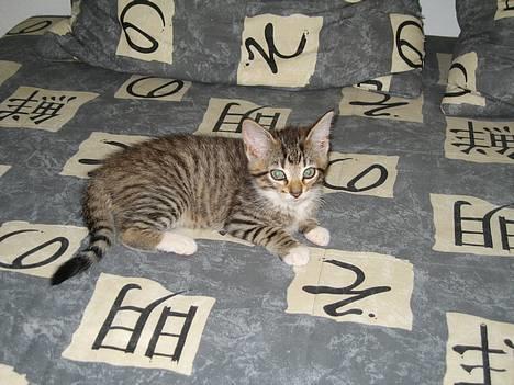 Huskat Mini billede 1