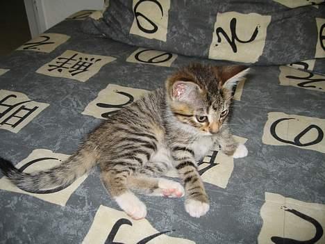 Huskat Mini billede 2