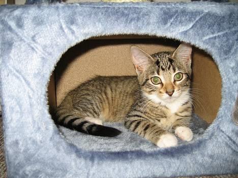 Huskat Mini billede 3